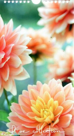 Calendrier - Love Collection Flowers n°2025