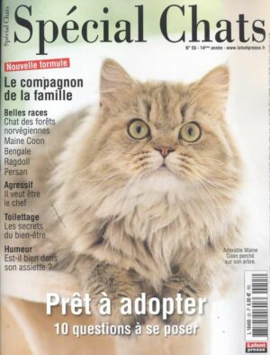 Special Chats n°55